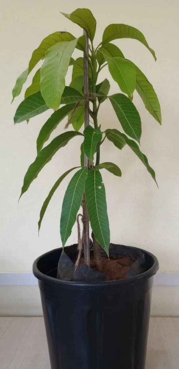 Golden Nam Dok Mai Mango (Grafted) Semi Dwarf - Fruit Plants