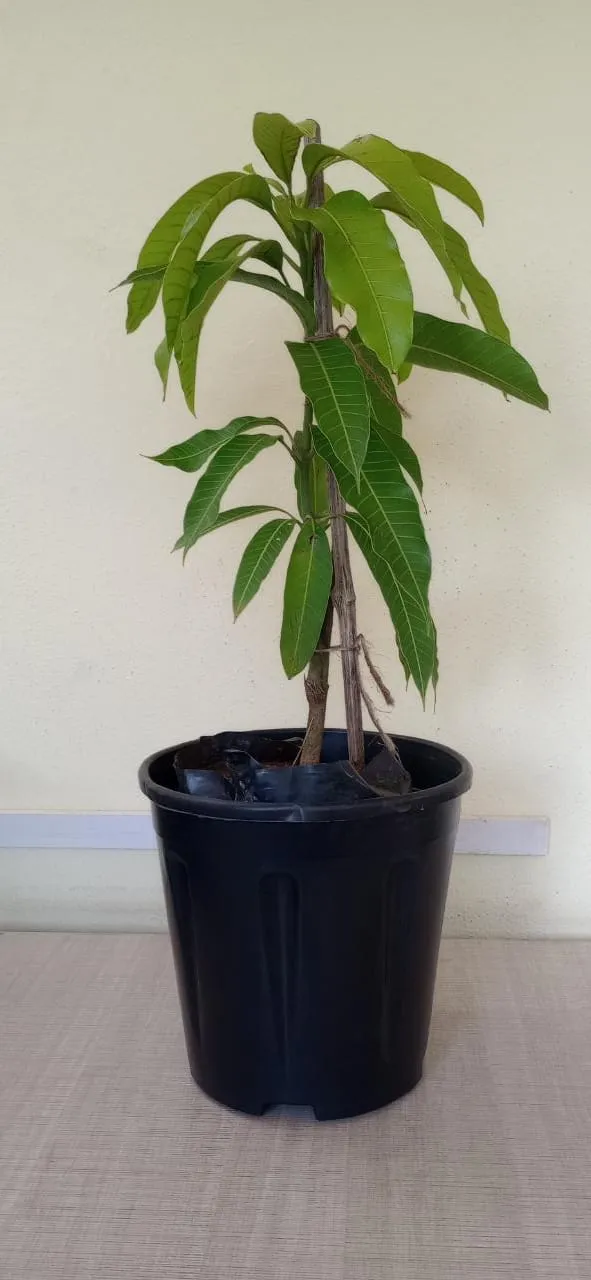 Golden Nam Dok Mai Mango (Grafted) Semi Dwarf - Fruit Plants